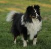 Choco Benji von der Sheltiebande ( Benji ) 22.04.11 -6